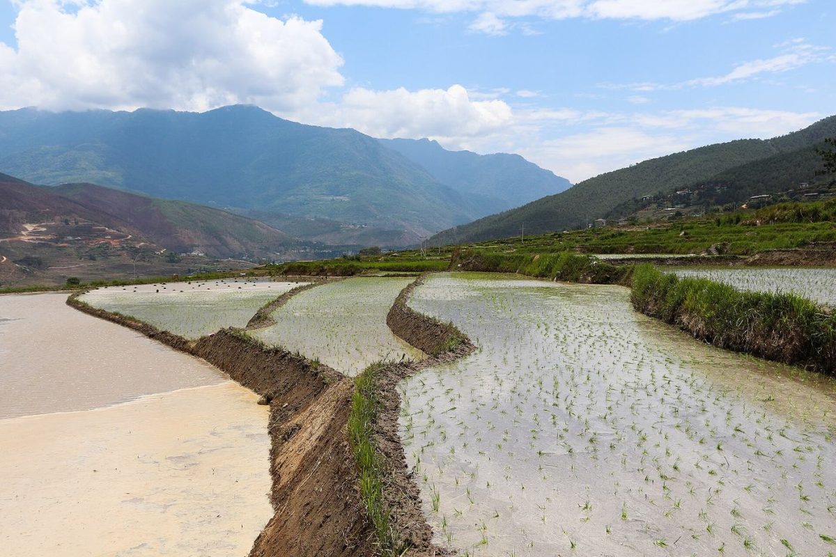 Wangdue Tshechu
