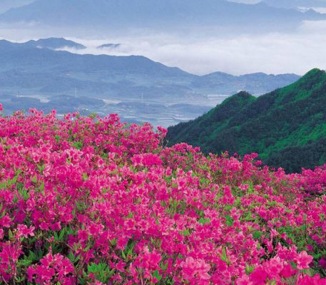 Bhutan Rhododendron Festival- 8 Days