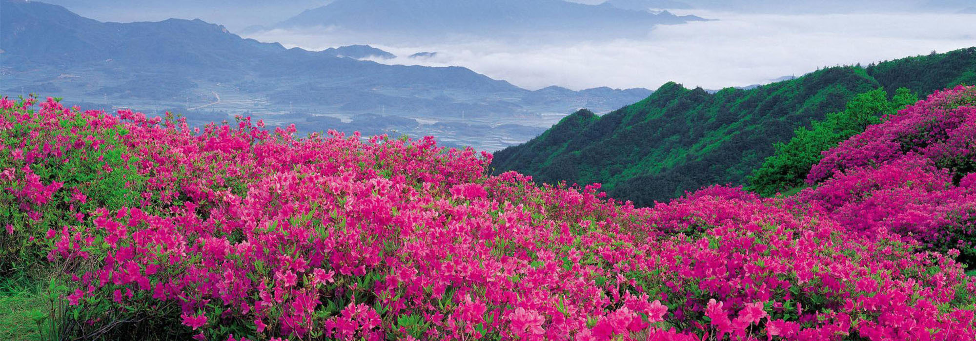 Bhutan Rhododendron festival