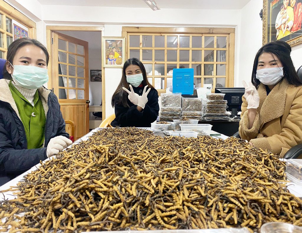 CORDYCEPS – Herbal medicines from Himalaya