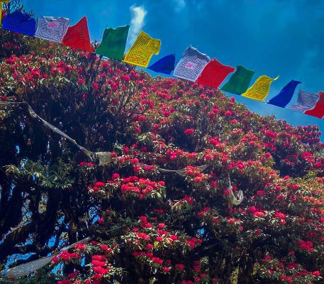Bhutan Rhododendron Festival- 8 Days