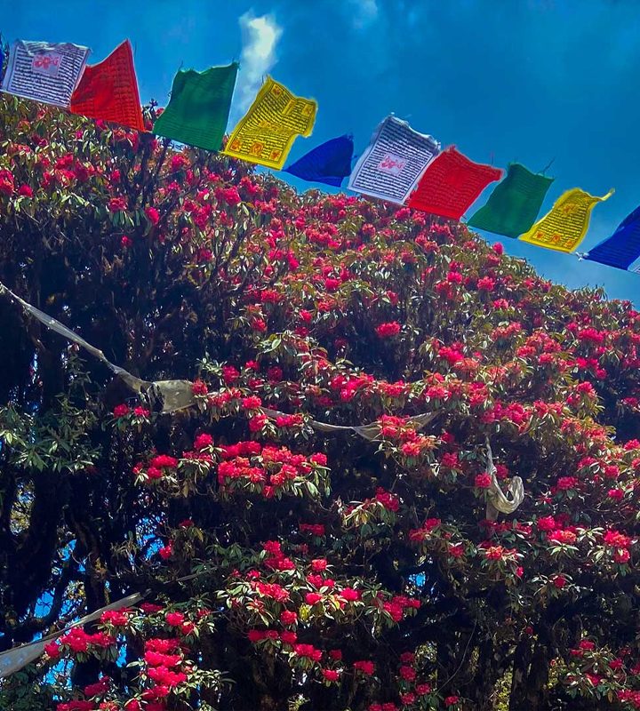 Bhutan Rhododendron Festival