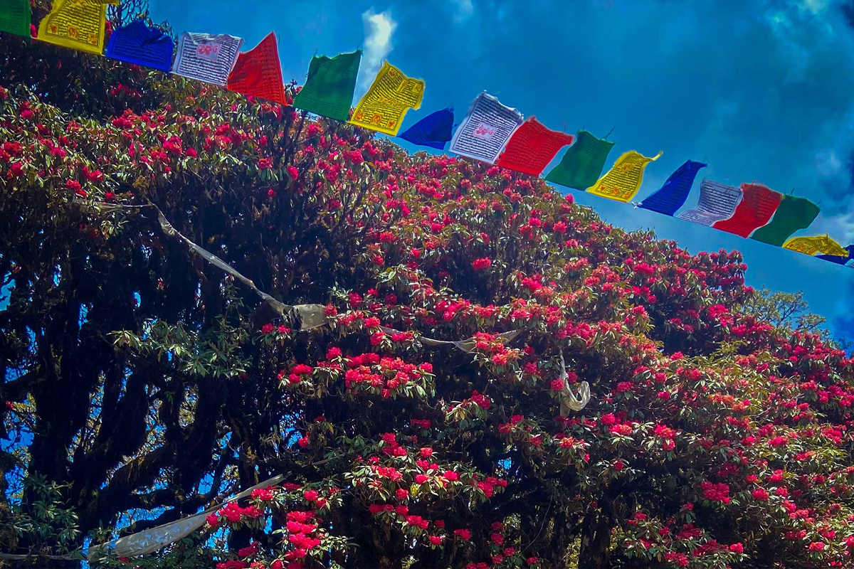 Rhododhendron
